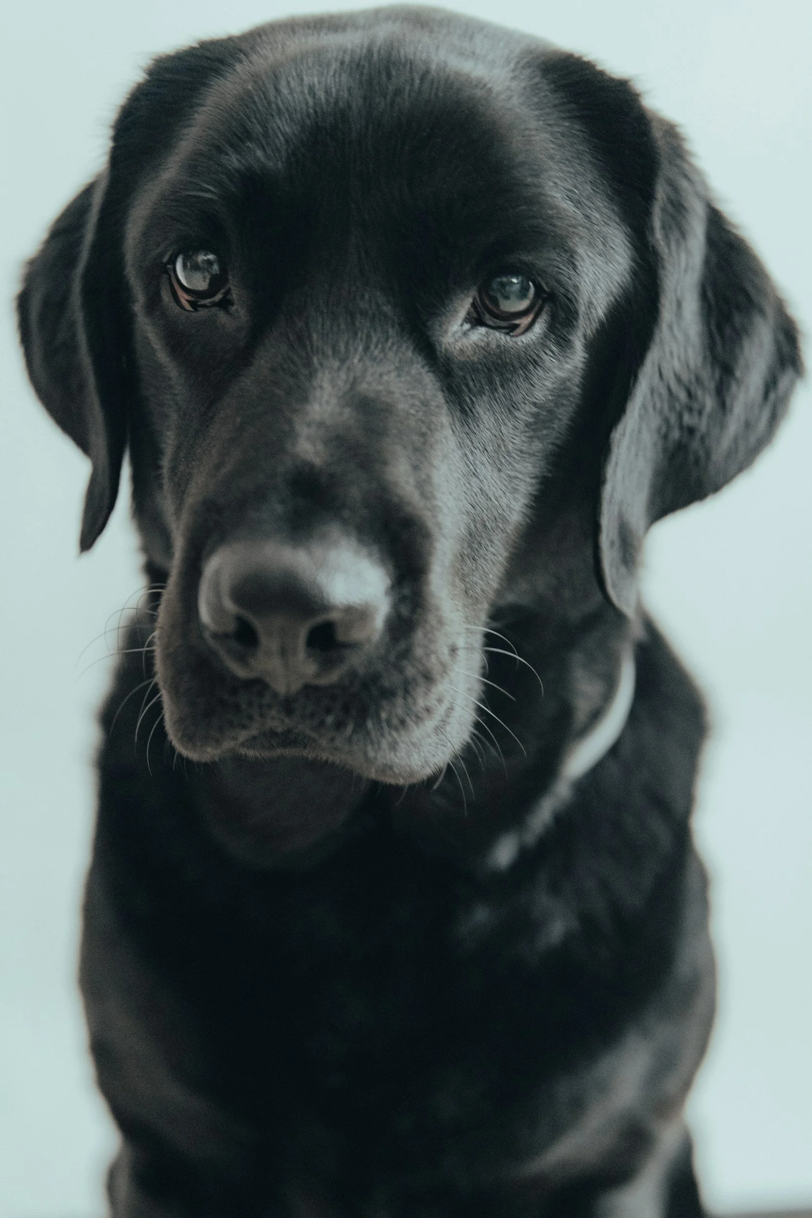 Close-up of a black Labrador Retriever looking directly at the camera.