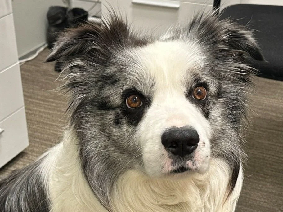 A close-up of an Australian Shepherd dog with blue merle coloring, brown eyes, and a black nose in an indoor setting.