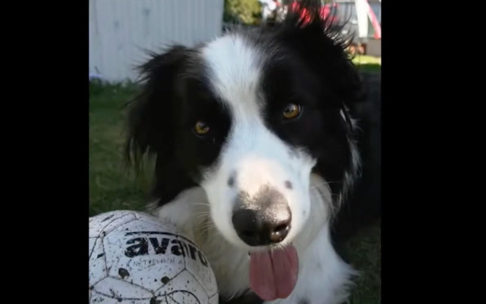A black and white dog with a pink tongue hanging out, lying on grass next to a white soccer ball with black markings.