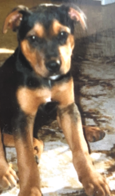 Young mixed-breed puppy with black and tan fur standing indoors on a wooden floor.