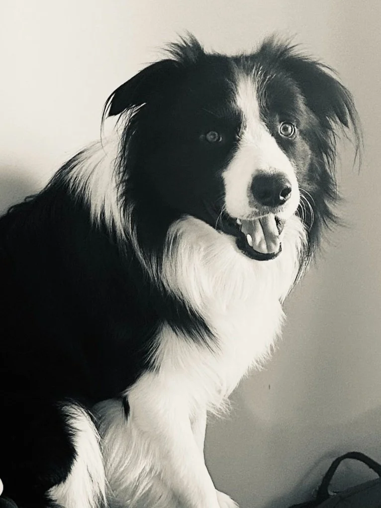 A black and white photo of a Border Collie dog with a happy expression, sitting indoors against a plain wall.
