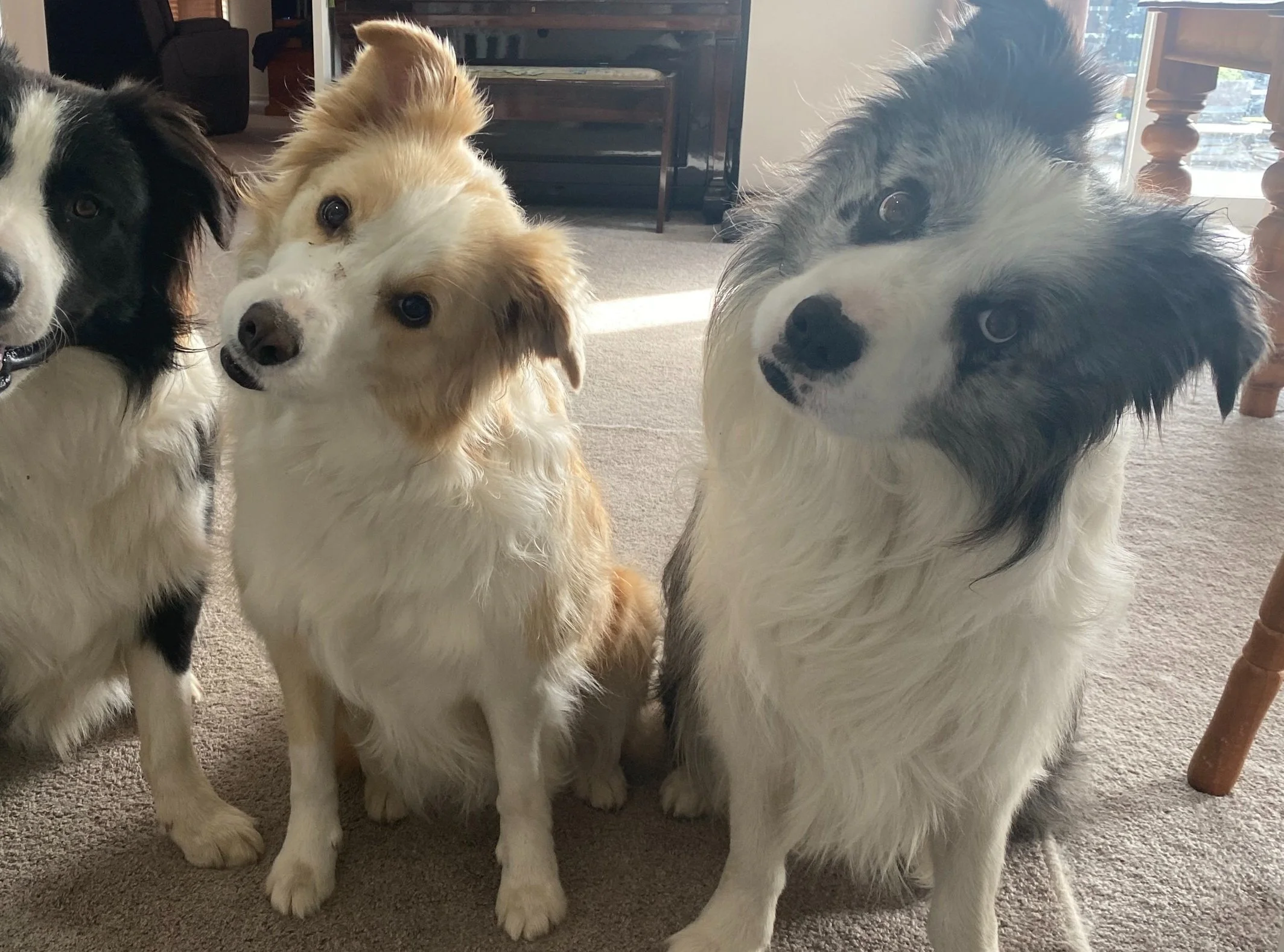 Four dogs sitting on a carpeted floor in a room, with sunlight coming in through a window on the right side.