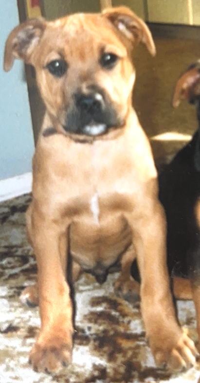 Adorable tan puppy with dark eyes and a black nose sitting on a patterned carpet.