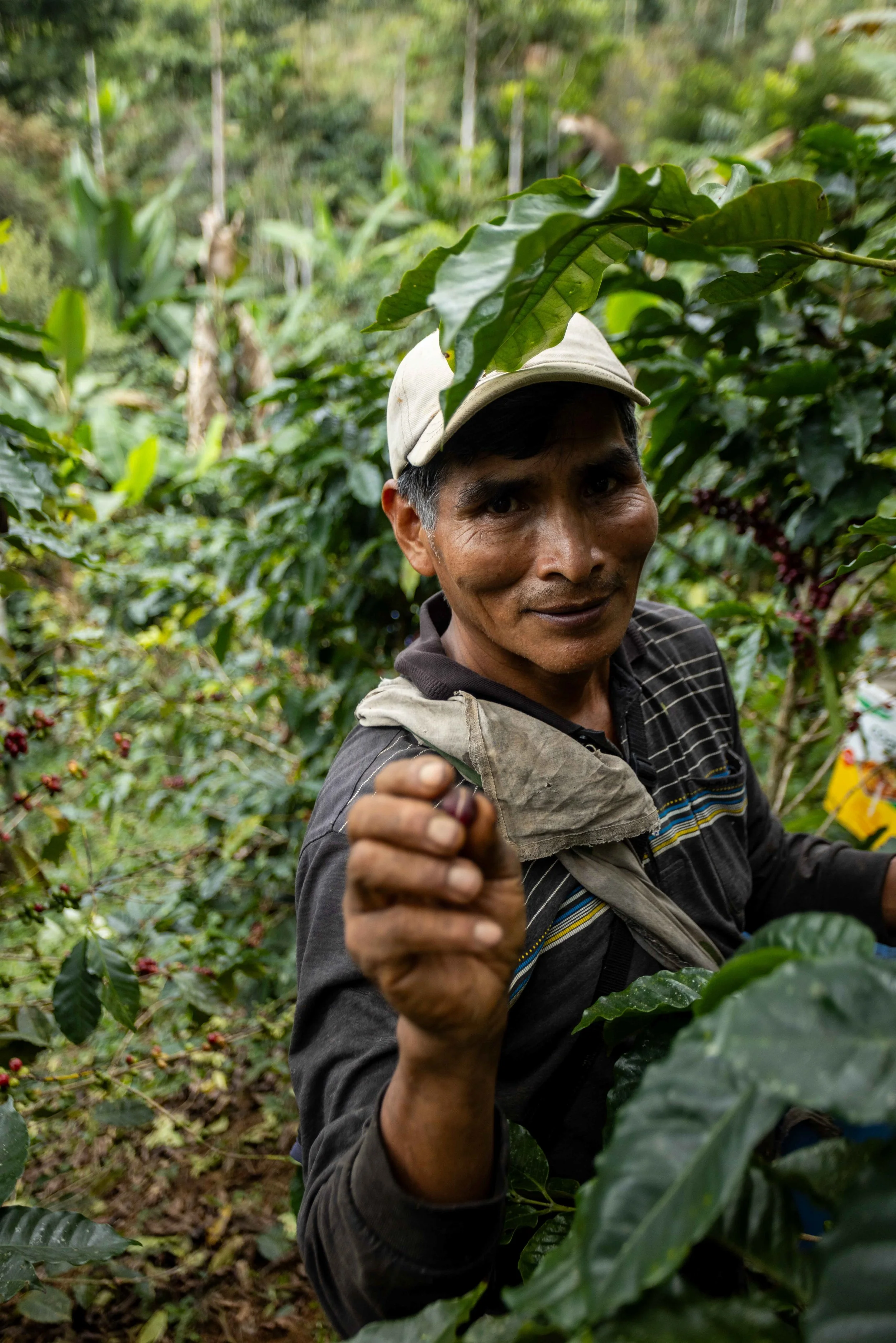Cafe_Imports_Bolivia_Bird_Friendly-11-2026-04-29-152627.jpg