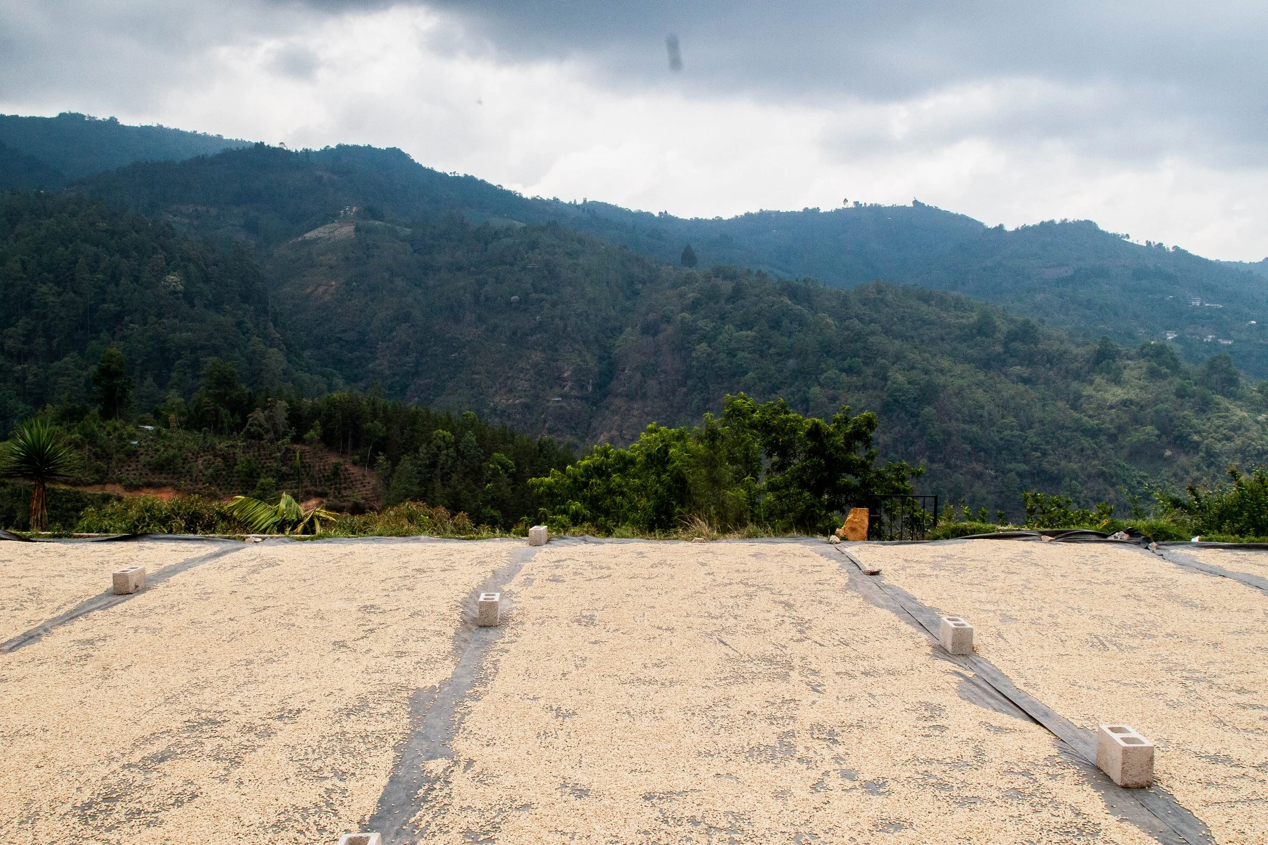 Cafe_Imports__Guatemala_CODECH-ADIPY-4-2023-09-14-221304.jpg