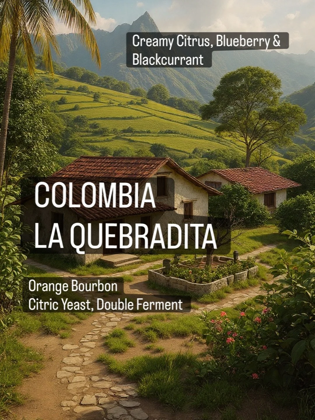 New Release!🚨 We threw a hand grenade with the Ombligon, now we bring you pure elegance.. Finca Quebradita, is a remarkable example of precision farming and innovation in Colombia&rsquo;s central mountain range. Nestled between 1,600 and 1,850 metre