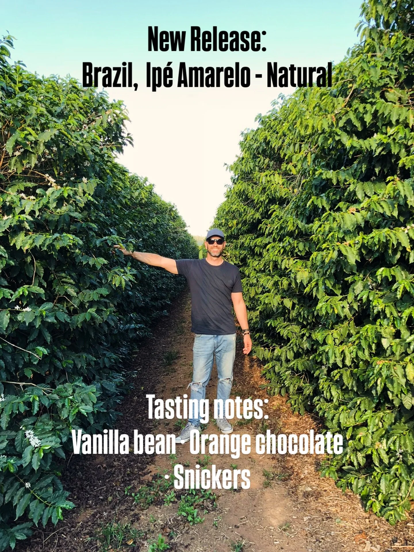 New Release! Brazil, Ip&eacute; Amarelo - Natural 🇧🇷

Yellow Bourbon from Alta Mogiana, Cerrado Mineiro &amp; Sul de Minas &mdash; inspired by Brazil&rsquo;s iconic Ip&eacute; Amarelo tree, whose winter bloom signals the start of coffee flowering s