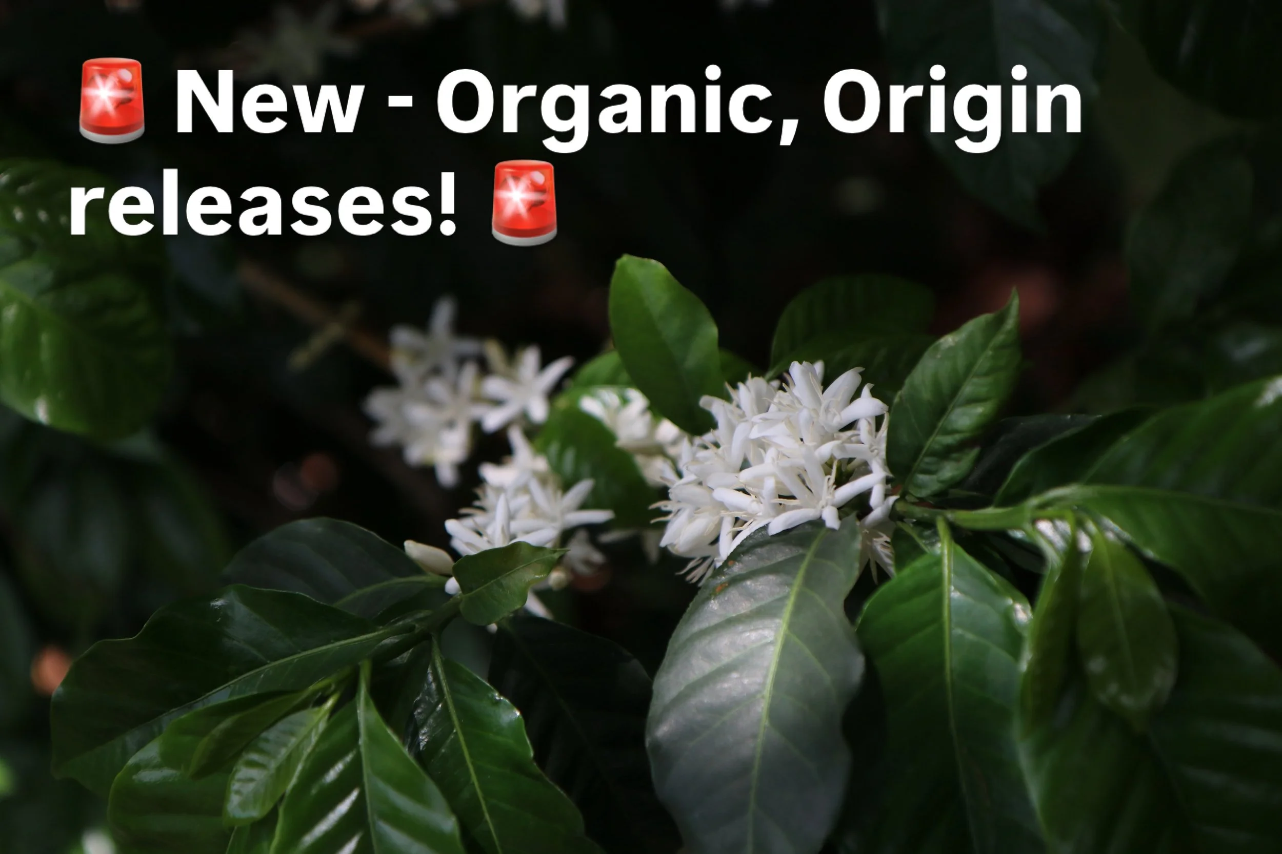 🚨 New Organic Single Origins just dropped! For the conscious drinker. Ethiopia, Riripa Mewa &ndash; Washed Organic G2
Grapefruit &bull; White Peach &bull; Lavender

A bright yet juicy, elegant Ethiopian washed lot from West Arsi, delivering classic 