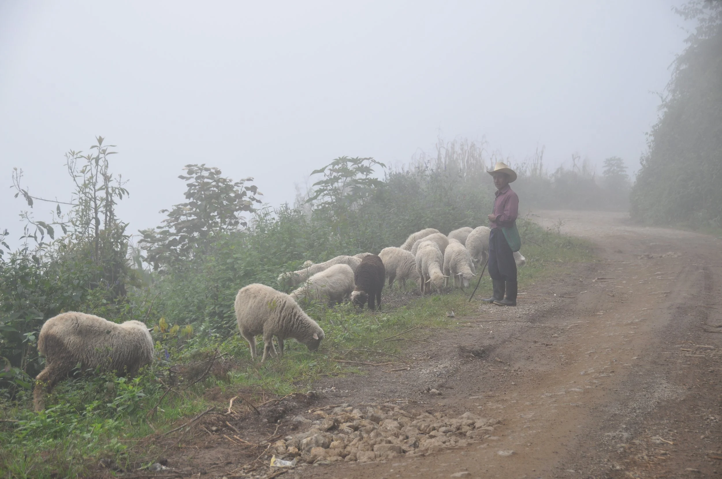 Cafe_Imports__Guatemala_CODECH-ADIPY-1-2023-09-14-221304.jpg