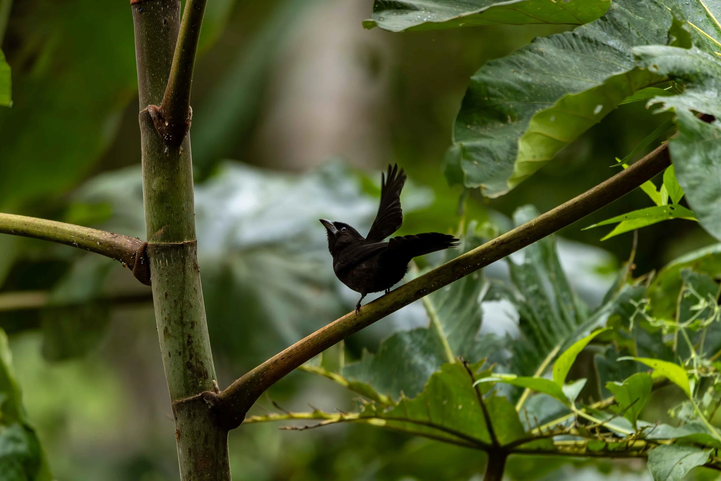Cafe_Imports_Bolivia_Bird_Friendly-9-2026-04-29-152624.jpg