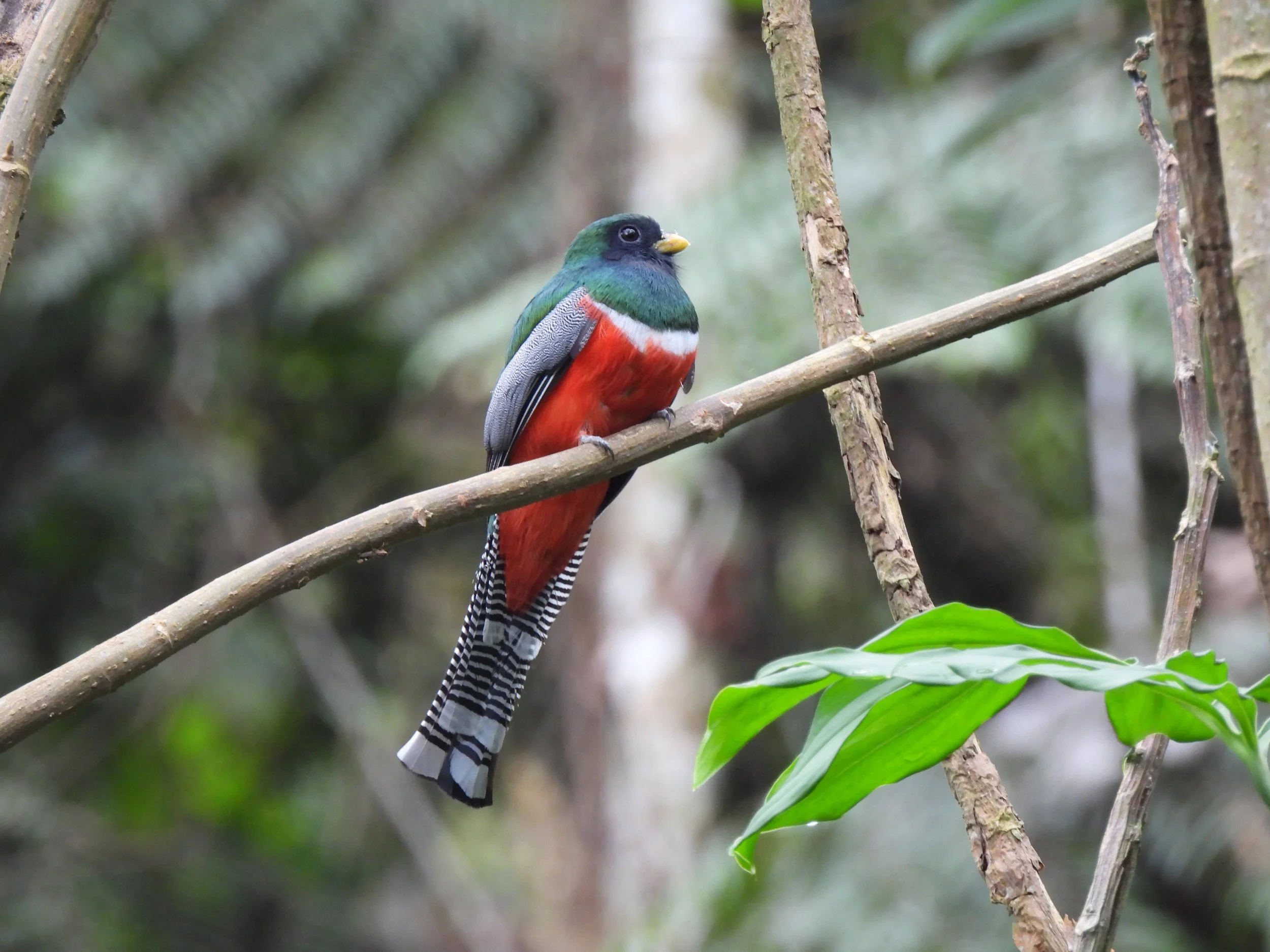 *NEW - Bolivia, Larecaja - Bird Friendly Program, Washed Organic