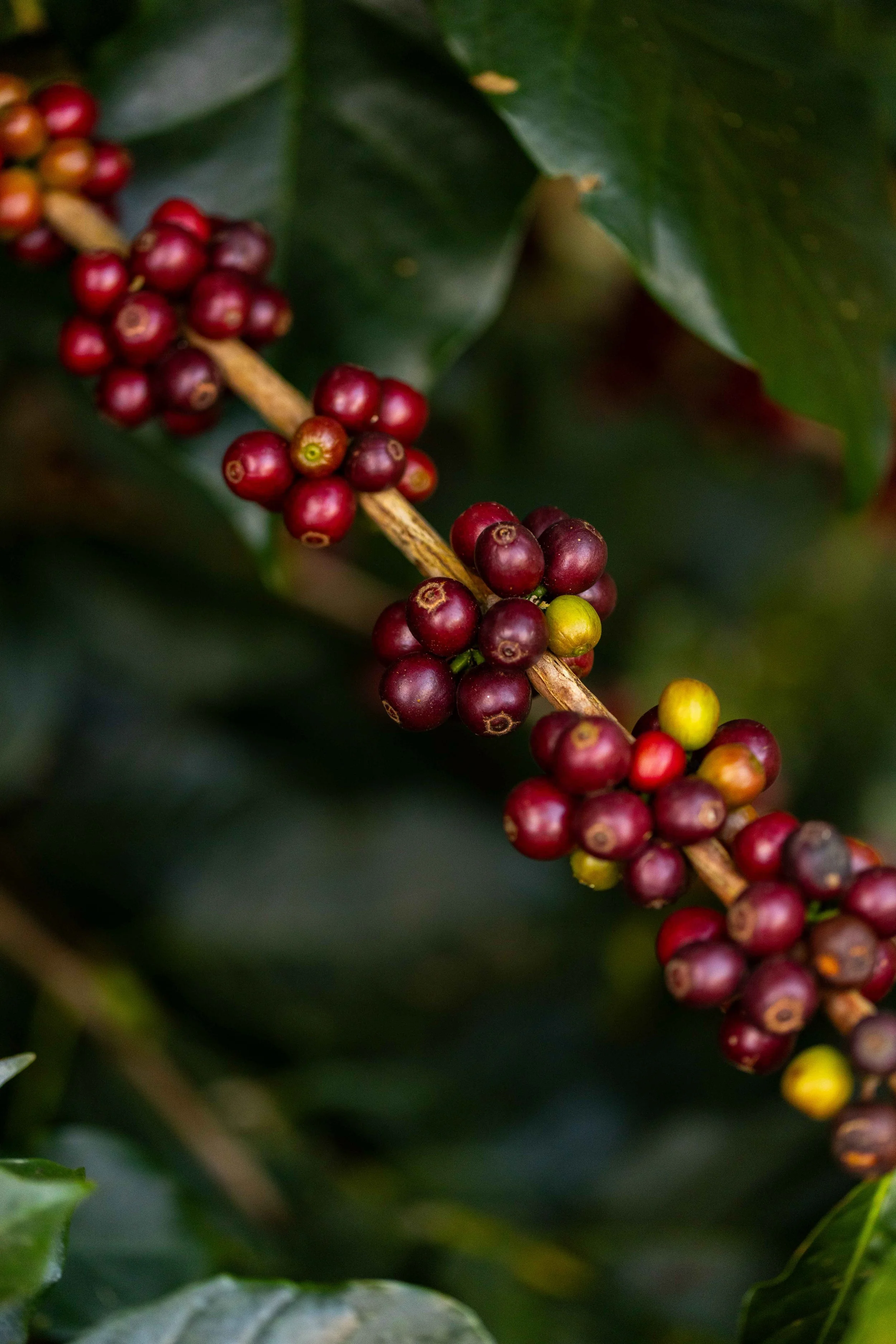 Cafe_Imports_Bolivia_Bird_Friendly-8-2026-04-29-152627.jpg