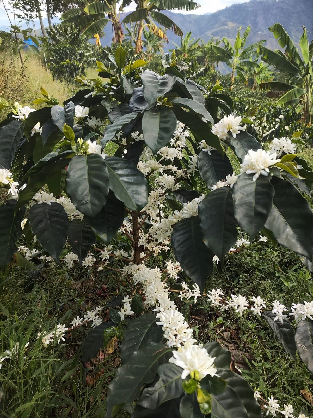 UCI_Colombia_La_Quebradita_-_Plantation.jpg