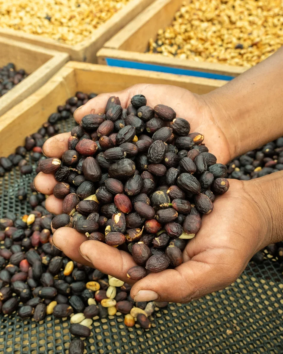 NEW! Colombia, La Quebradita Papayo - Controlled Fermented Natural