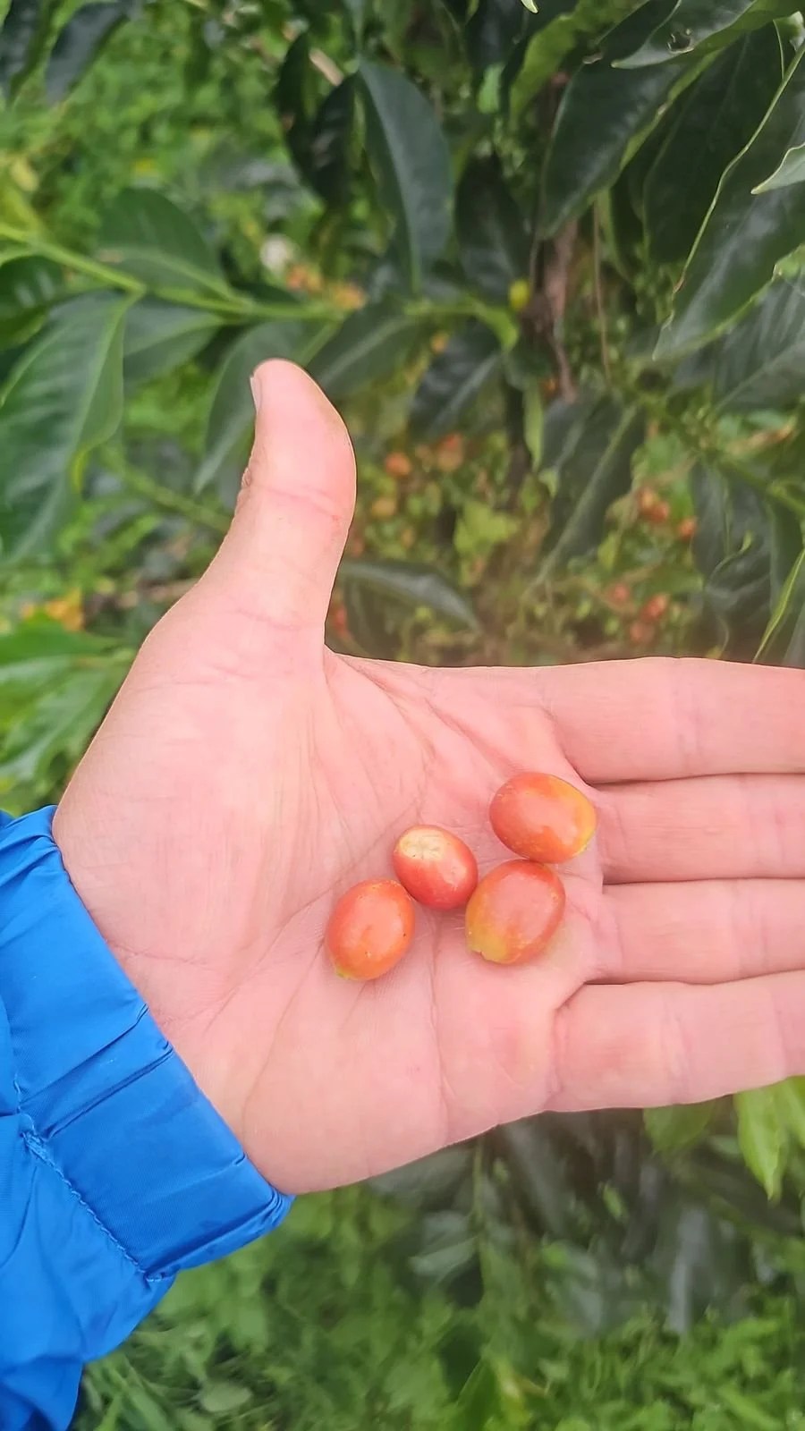 Orange Bourbon coffee cherries.jpeg