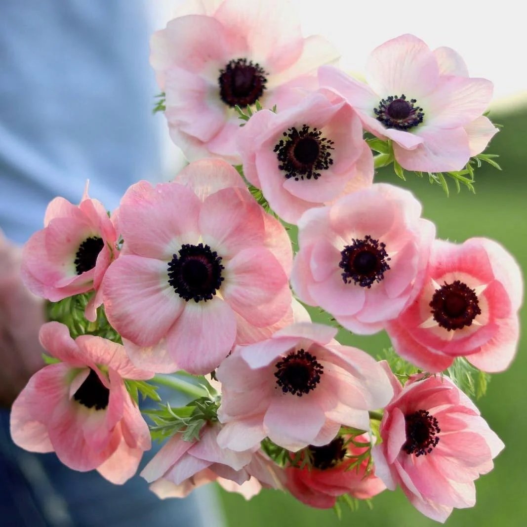 Anemone_coronaria_Mistral_Rosa_Chiaro_-_Terrace_Garden_France_-_tag1_-_-4681919_2048x.jpeg