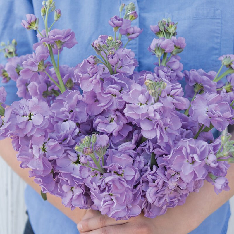 3692_01_katzlavenderblue.jpg