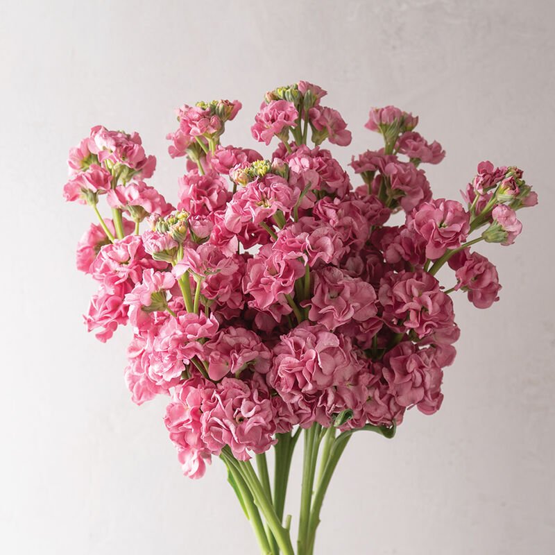 04906_01_stox_rose_pink.jpg