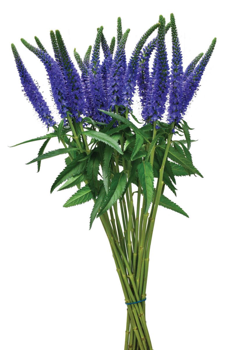 Skyler™-Blue-862x1200.jpg