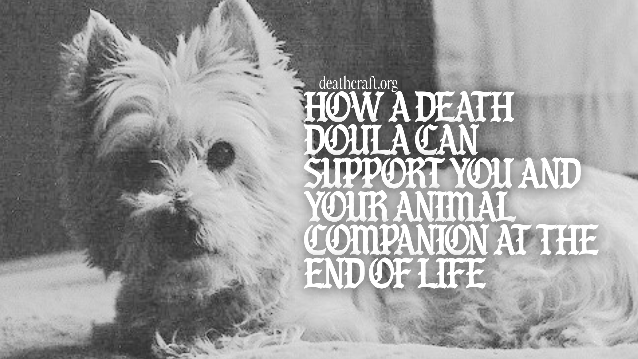 How a Death Doula Can Support You and Your Animal Companion at the End of Life