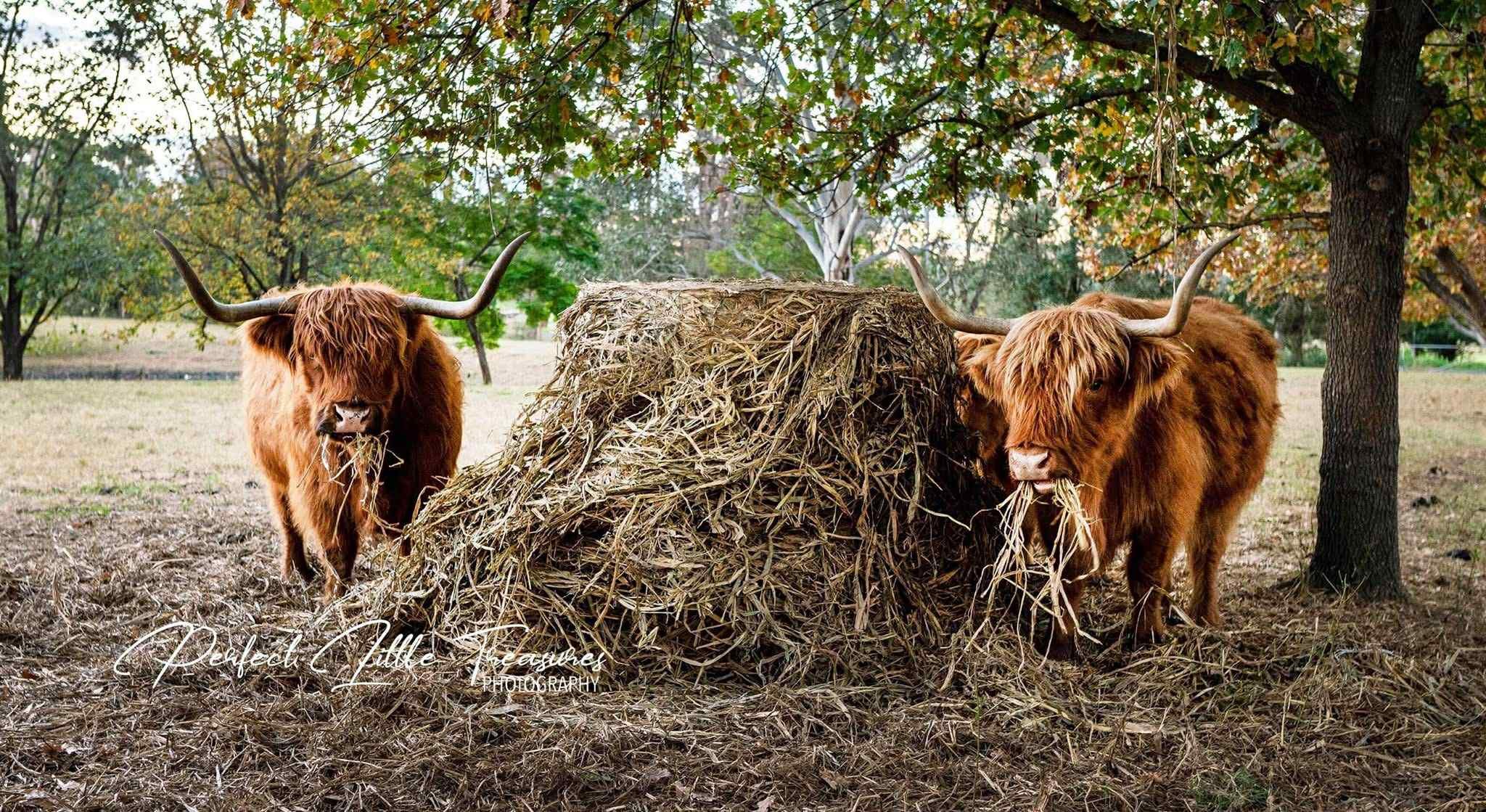 Two Highland cattle eating hay next to a tree in a park with autumn-colored leaves.