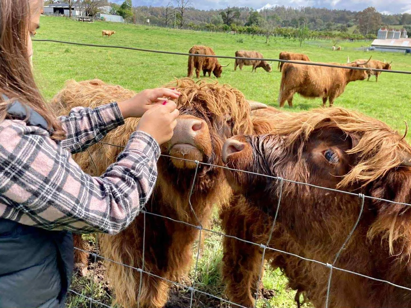 A girl with long hair and a plaid shirt is feeding Highland cattle through a wire fence on a farm.
