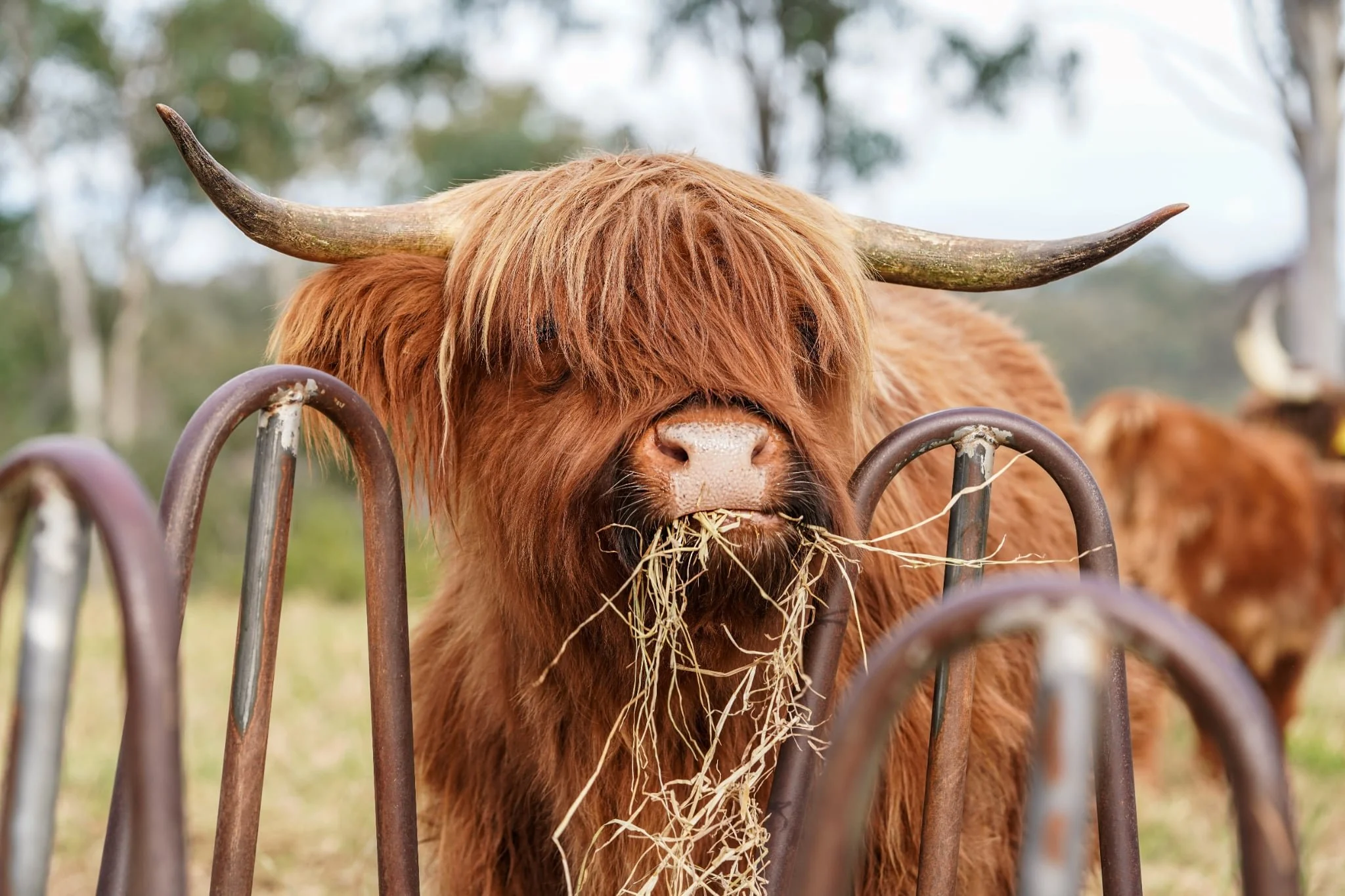 A Highland cow with long hair and large curved horns eating hay through metal fencing