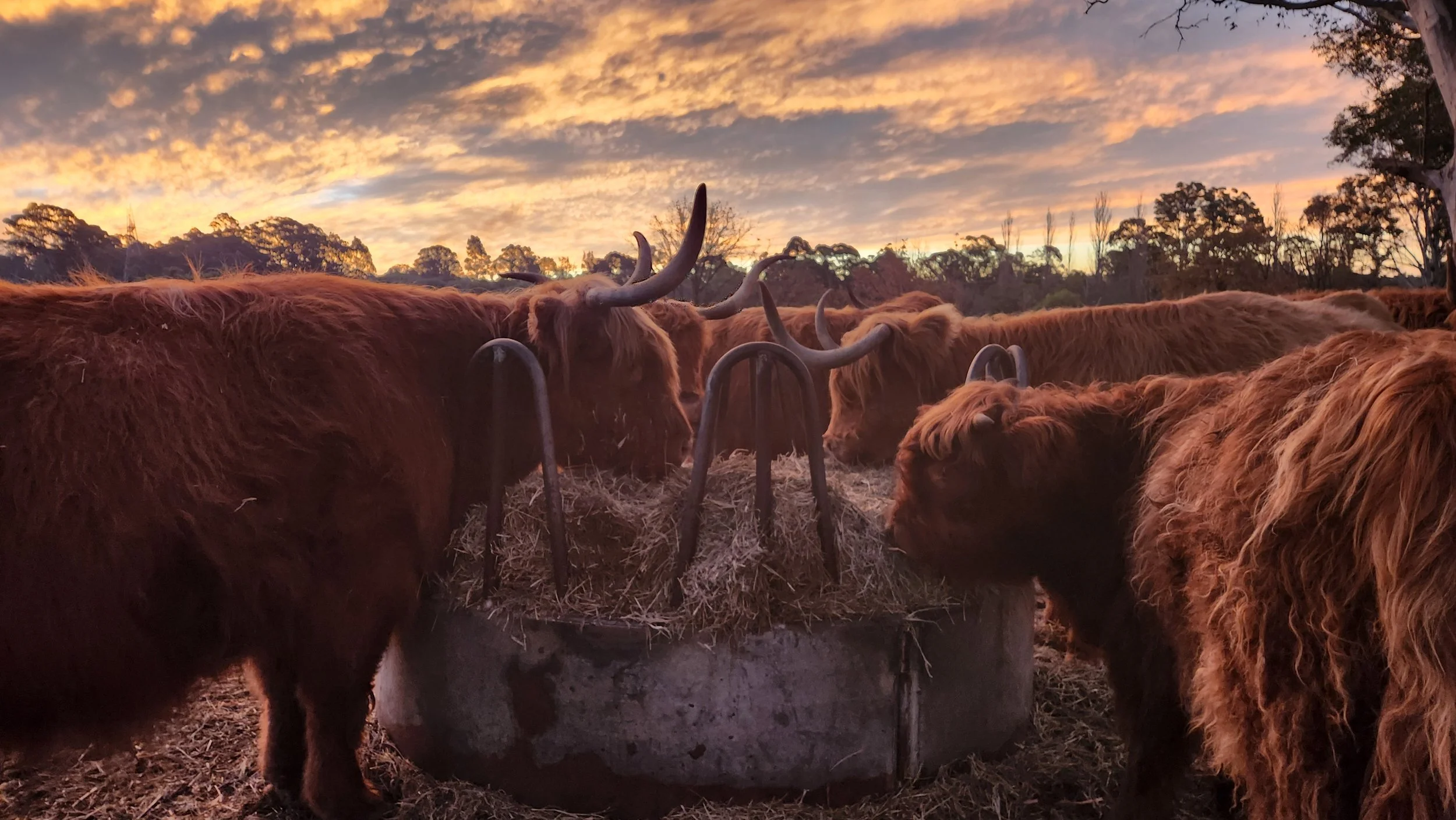 Highland cattle gathered around a large feeding trough filled with hay, with a sunset sky and scattered trees in the background.