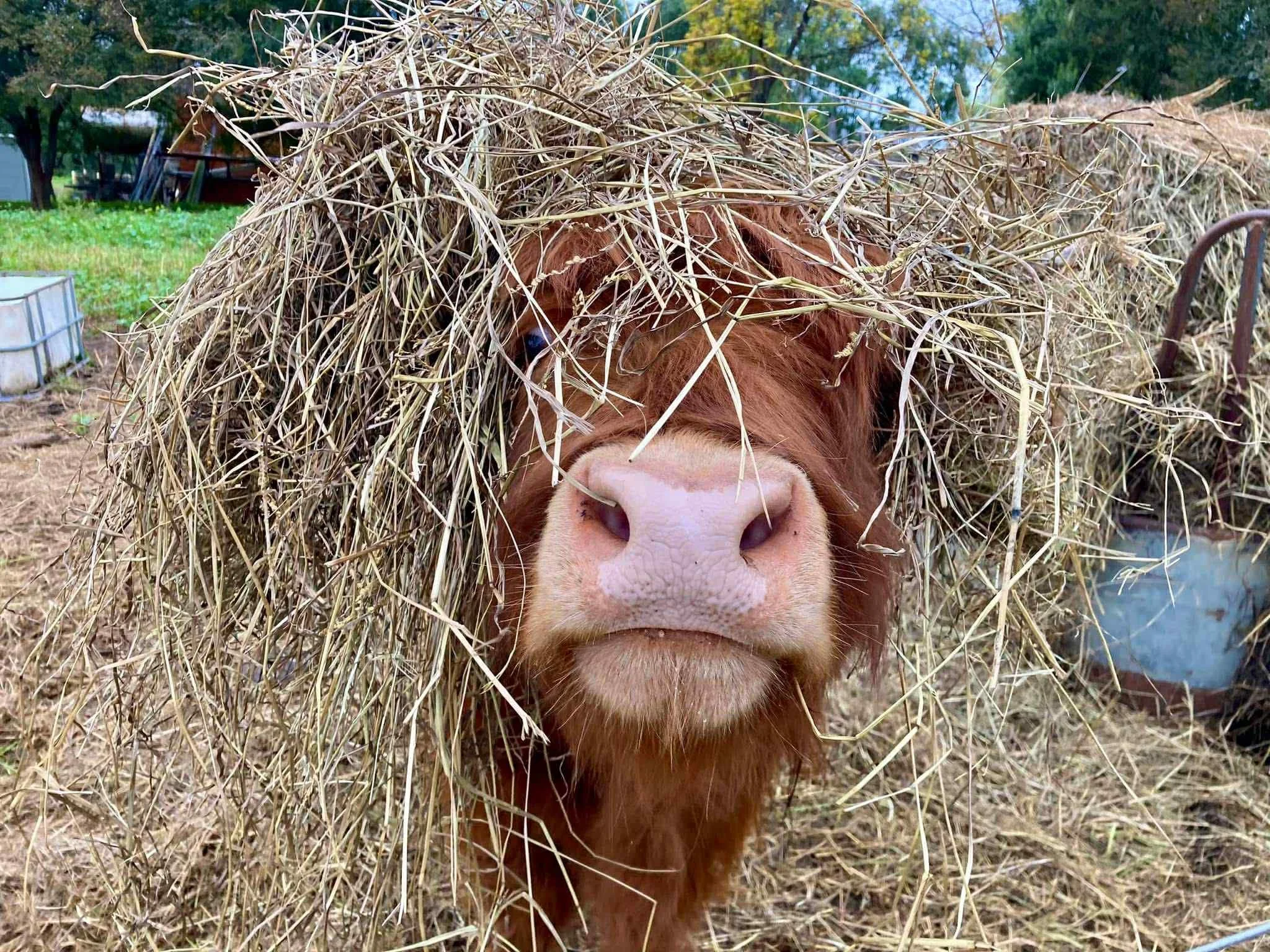 A close-up of a brown cow with a hay net over its head, standing outdoors on a farm.