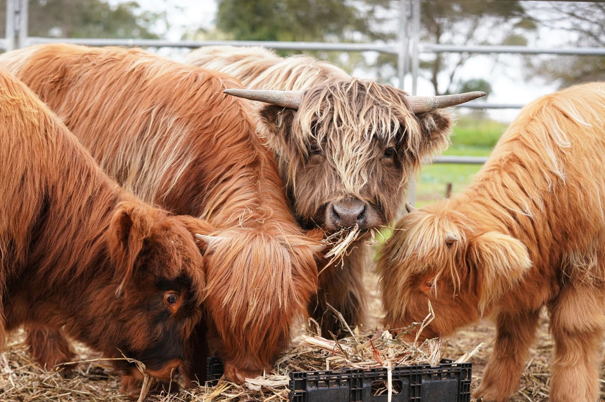 A group of Highland cattle, including one with long shaggy hair and horns, feeding on hay in a farm enclosure.