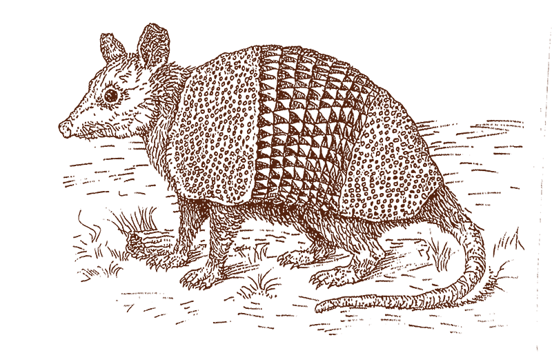 A hand drawn illustration of the waverly possadillo