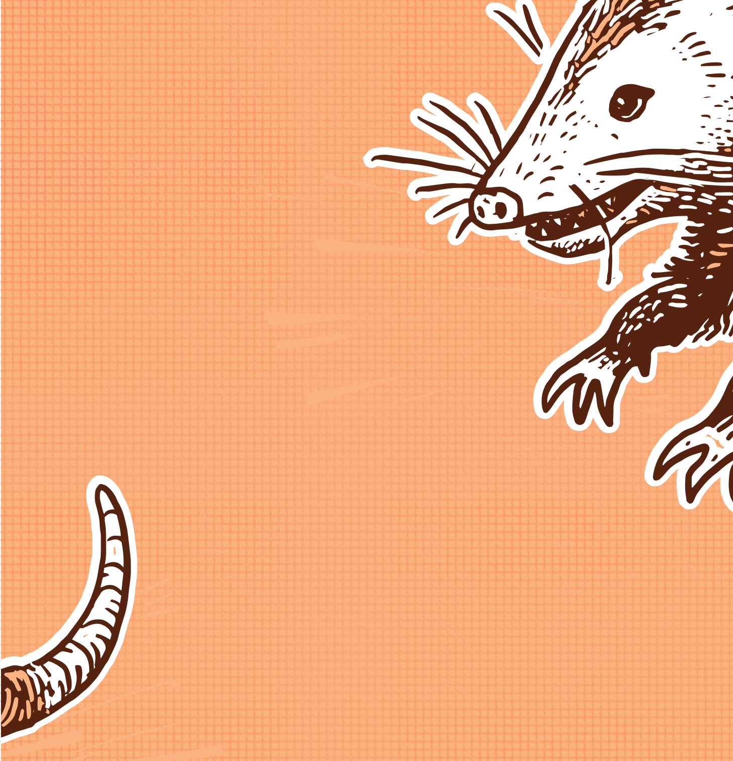 Illustration of the waverly possadillo head and tail