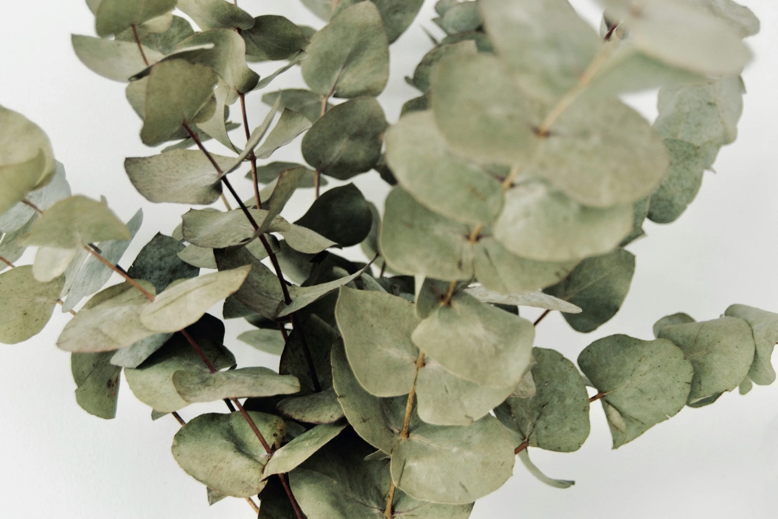 Close-up of dried eucalyptus leaves on stems