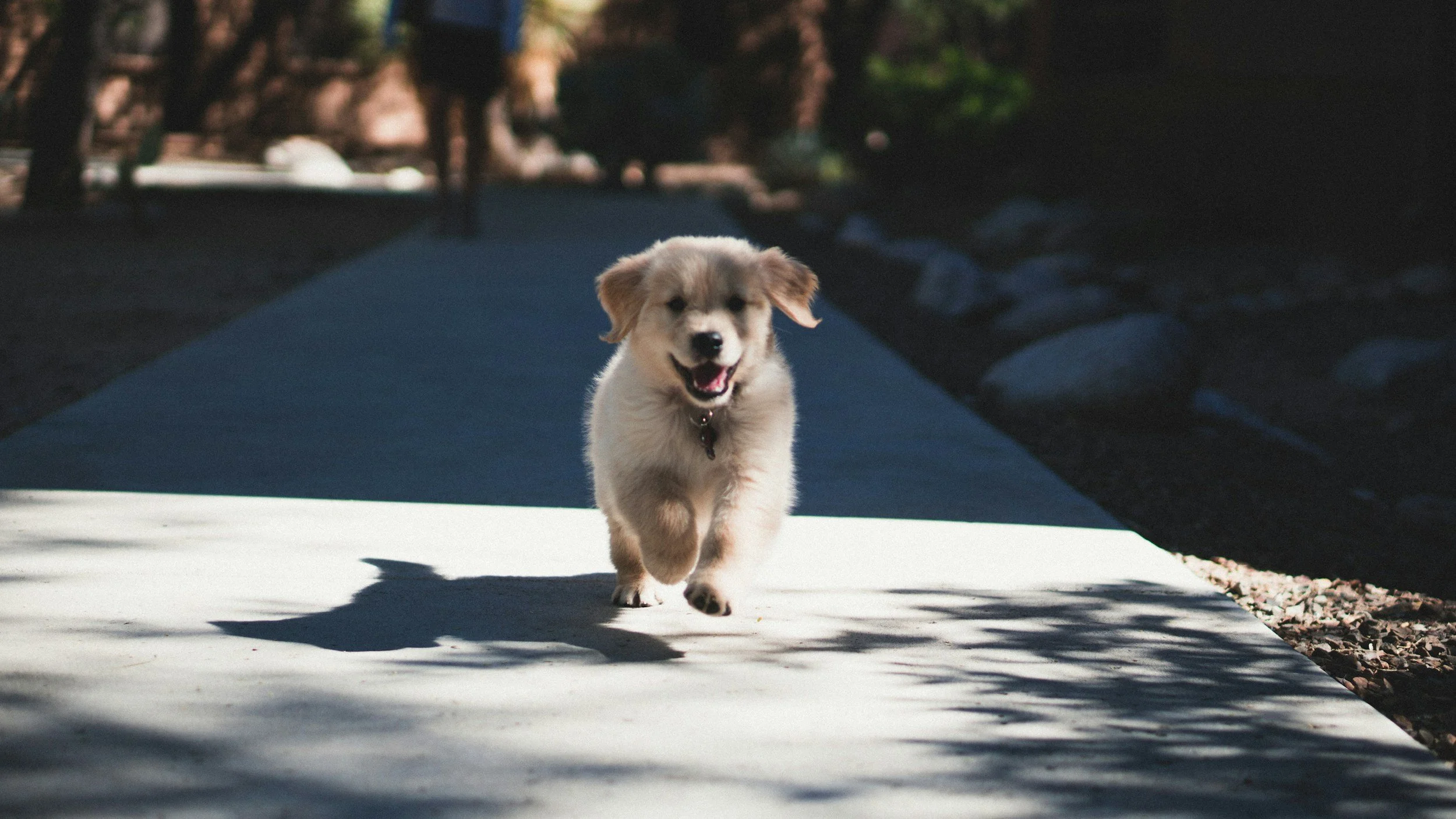 A happy, fluffy puppy running on a sidewalk in bright sunlight.