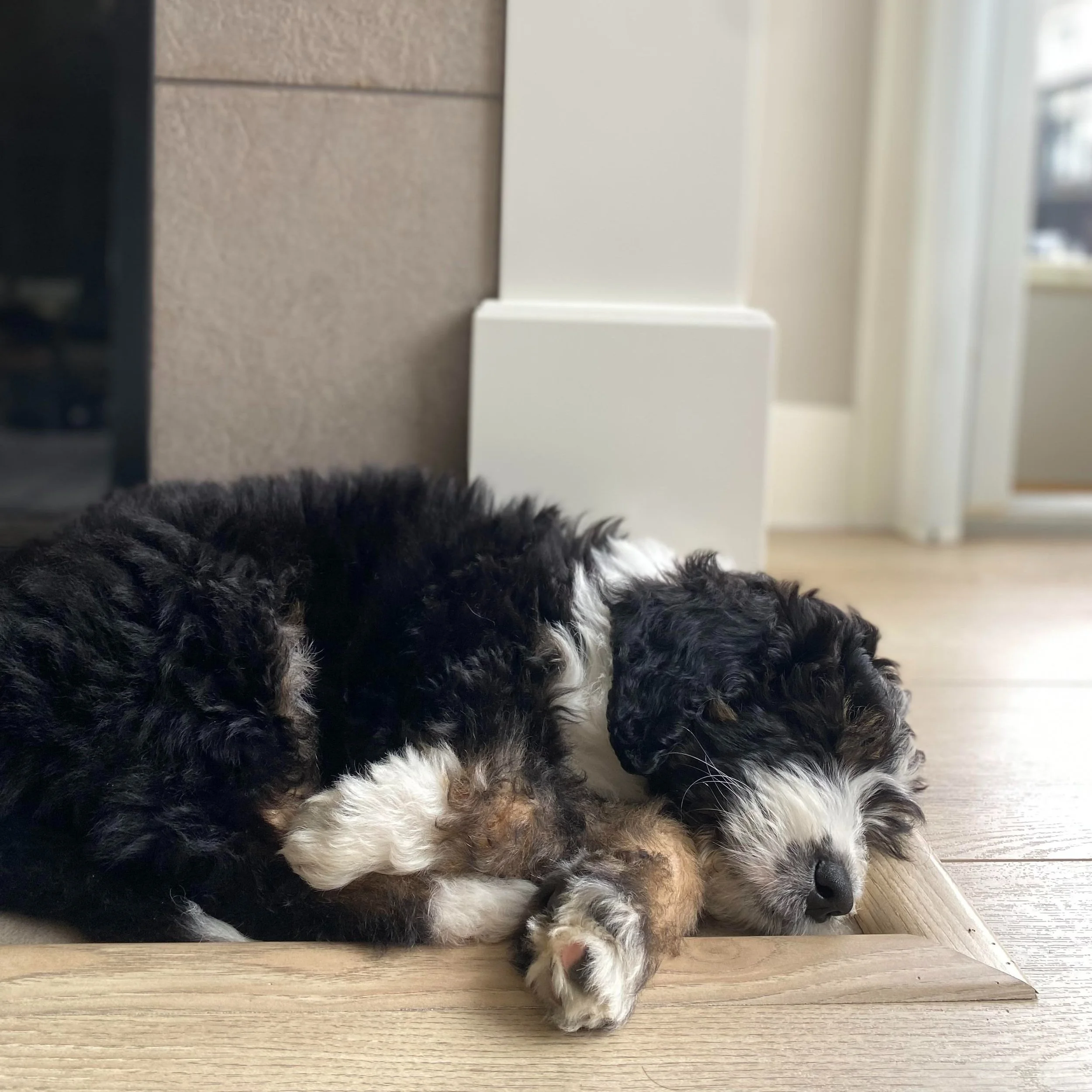 A black, white, and tan puppy sleeping on a wooden floor near a wall and a door.