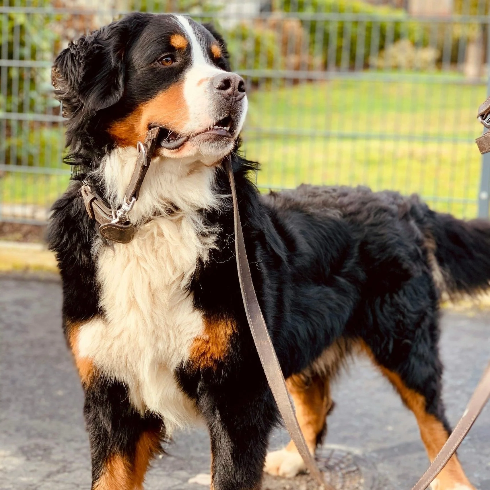 A Bernese Mountain Dog stands outdoors on a leash, with a metal fence and green trees in the background.