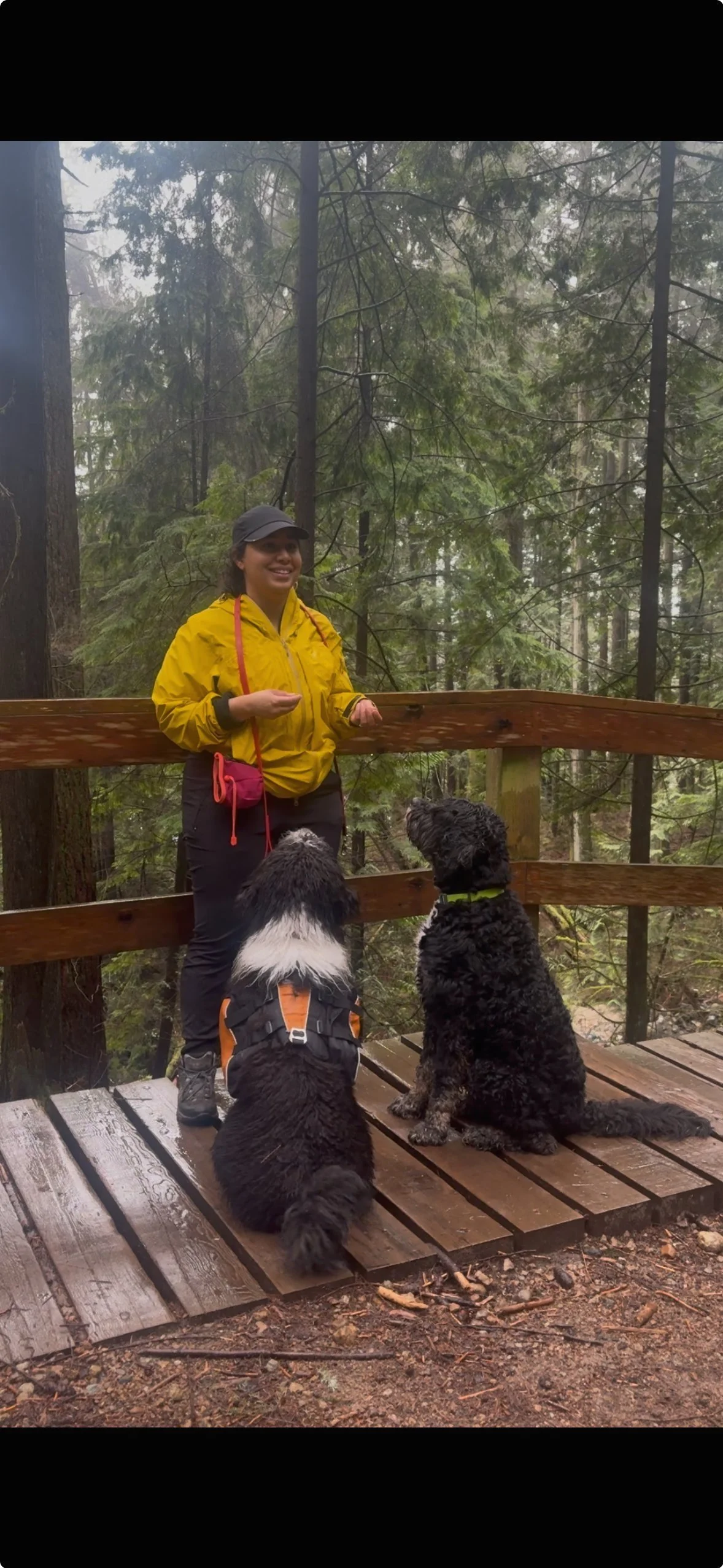 A woman in a yellow rain jacket and black pants standing on a wooden boardwalk in a forest, with two black dogs sitting on the boardwalk, one wearing an orange harness and the other a green collar, engaging with her.
