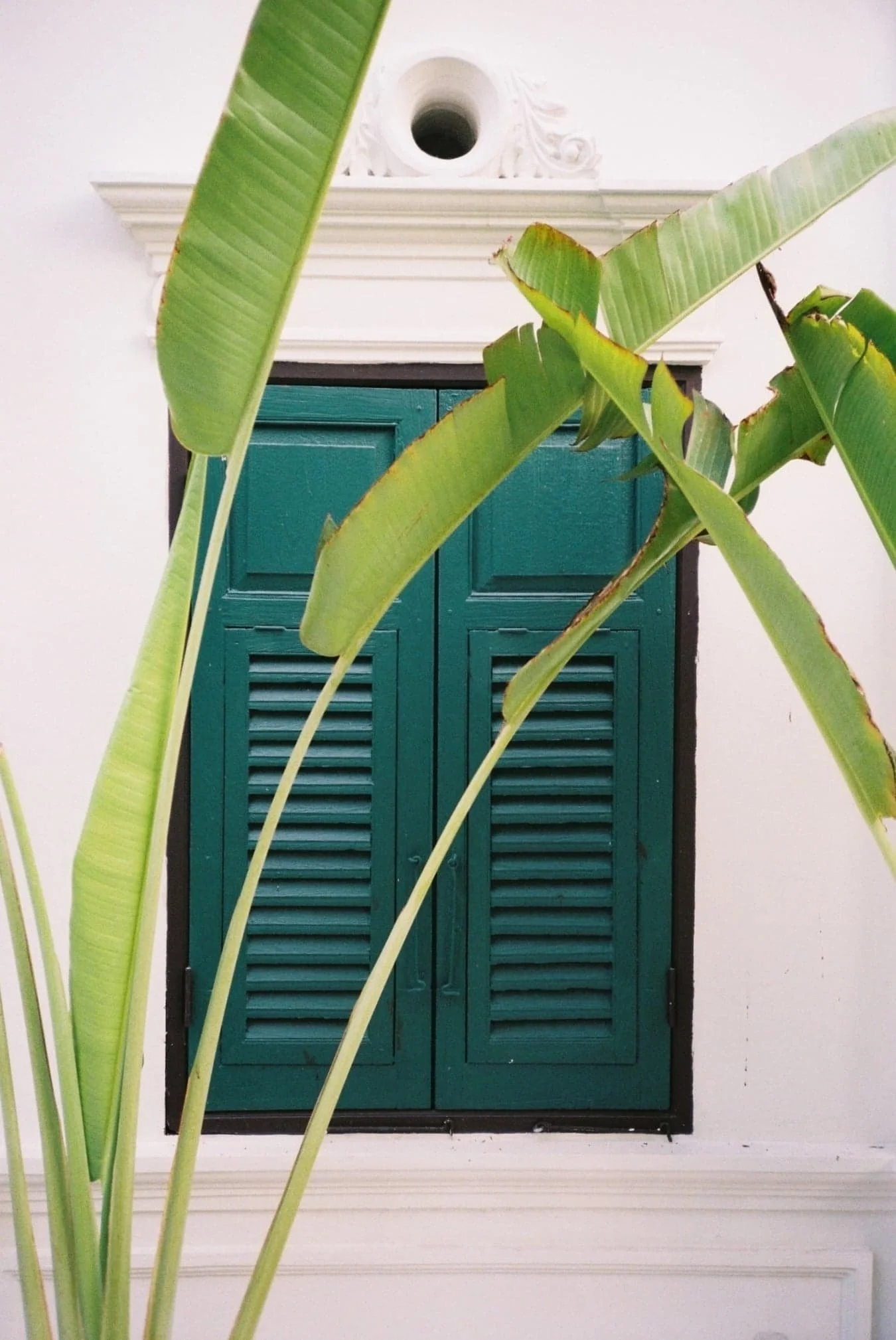 Green: the color of nature, harmony and balance. 

Opening Hours:
🌱 Tuesdays-Sundays (closed Mondays)
🕰️ 11:00-18:00