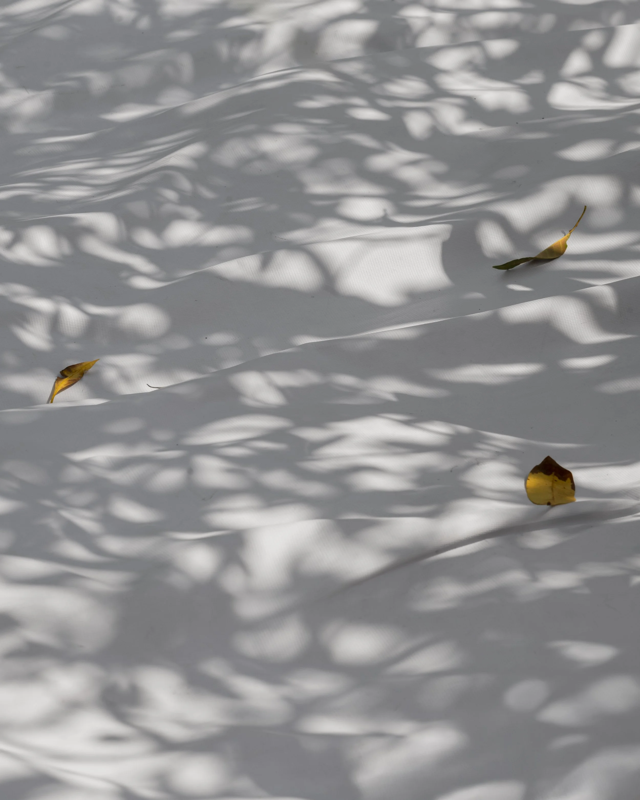 Fall Studio Point of Peace 27.jpeg