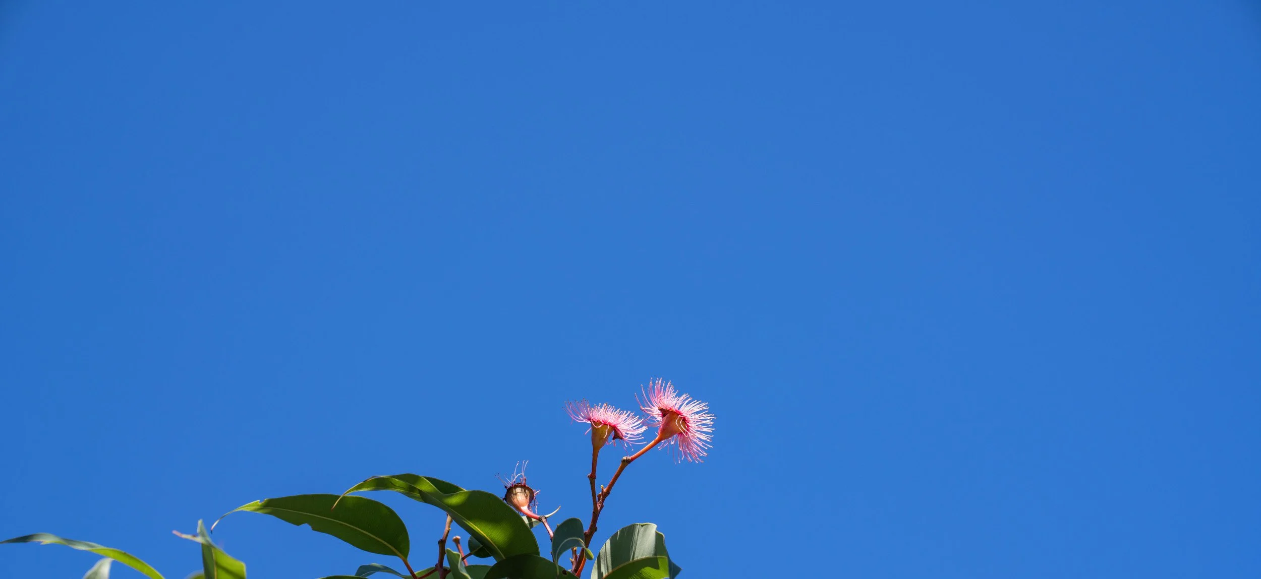 big blue sky with a flowering gum tree at the bottom of the image