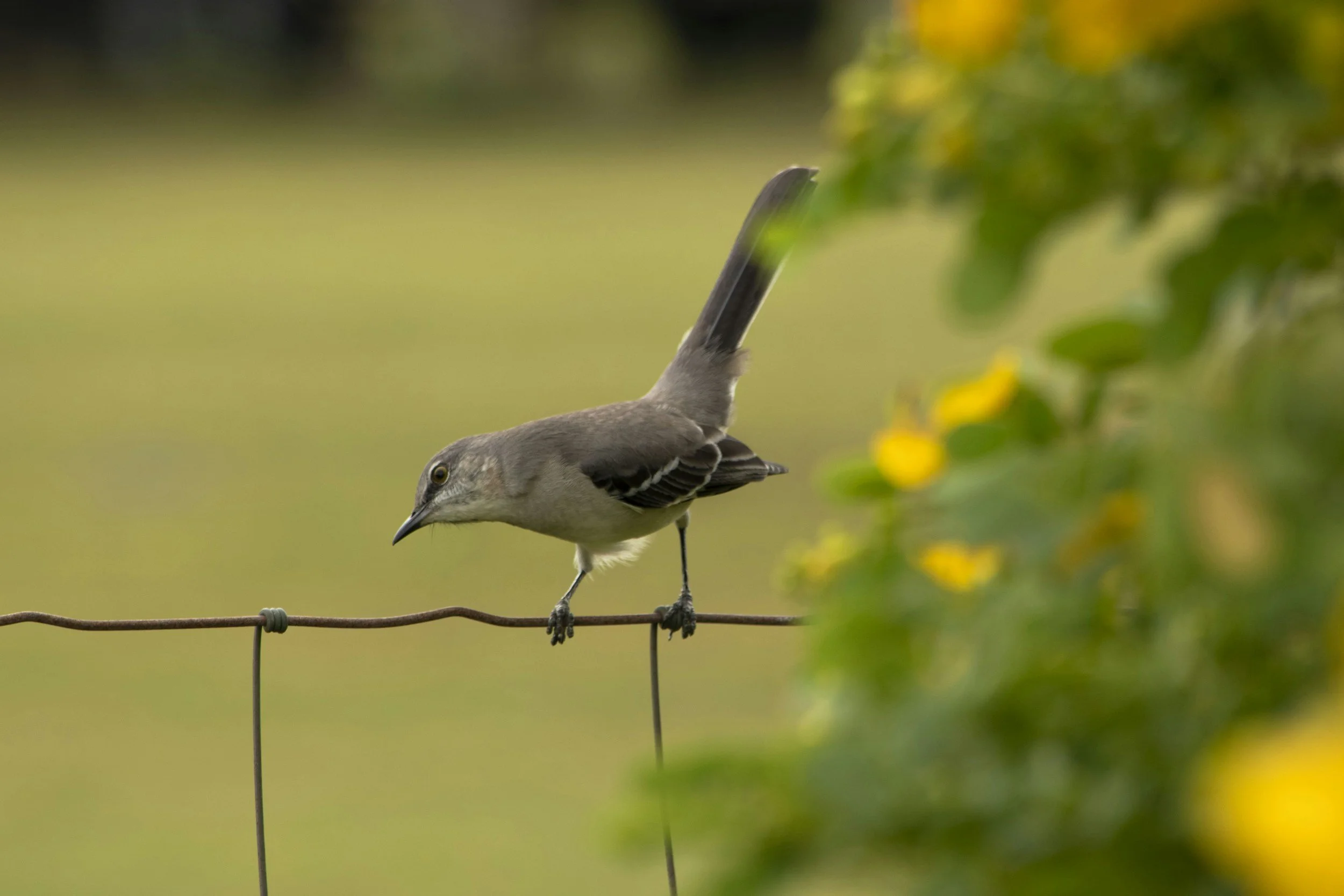 A bird perched on a thin wire with greenery and yellow flowers out of focus in the foreground.