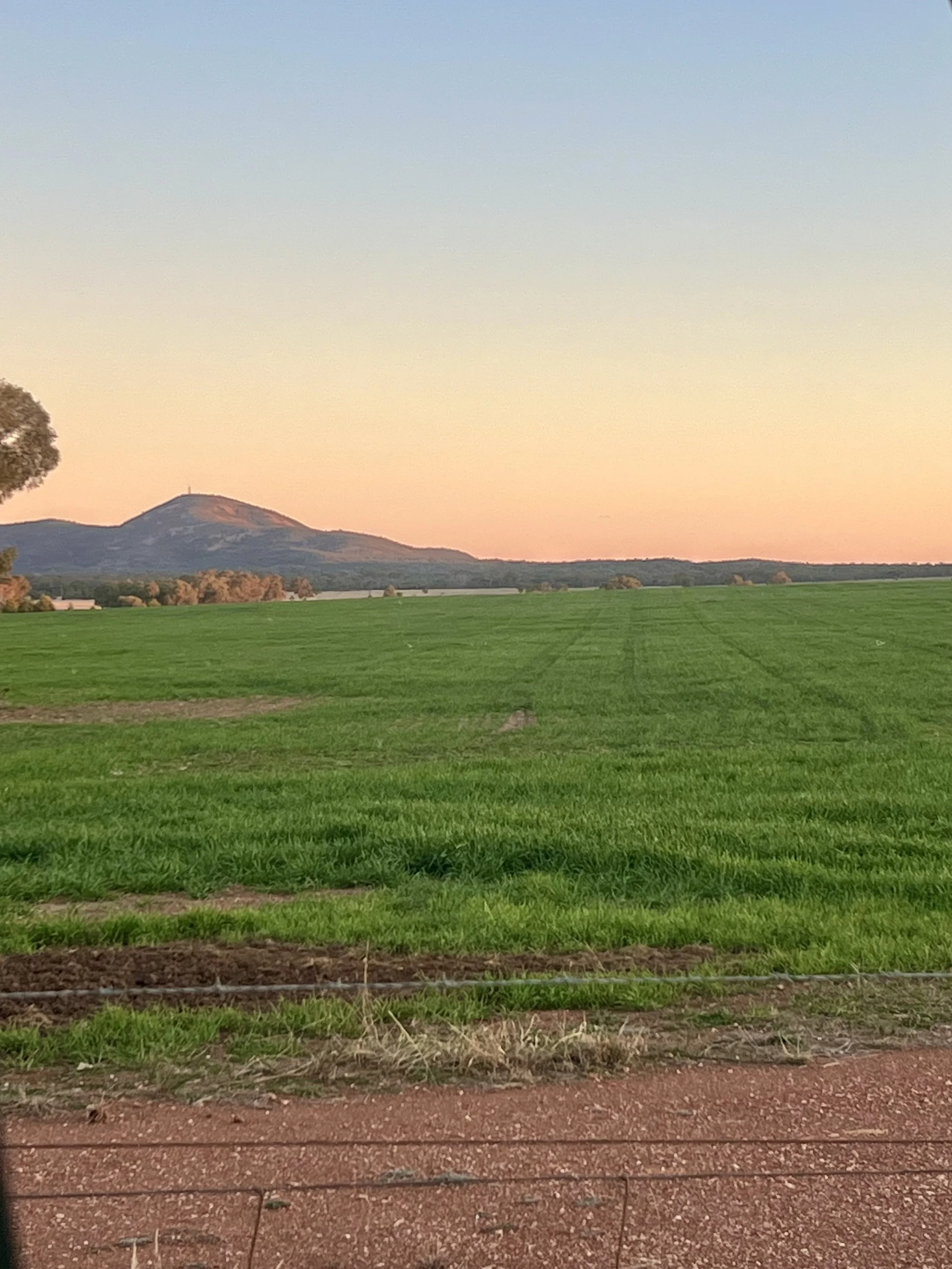 Wheat crop photo with hill