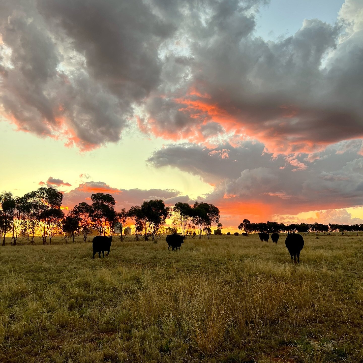 Happy Easter 🤗🐣🍫 
We hope the bunny found you! 🐰
What an incredible end to the day 🌅 🥰

#easter #sunset #anguscows #anguscattlefarmer #condobolin