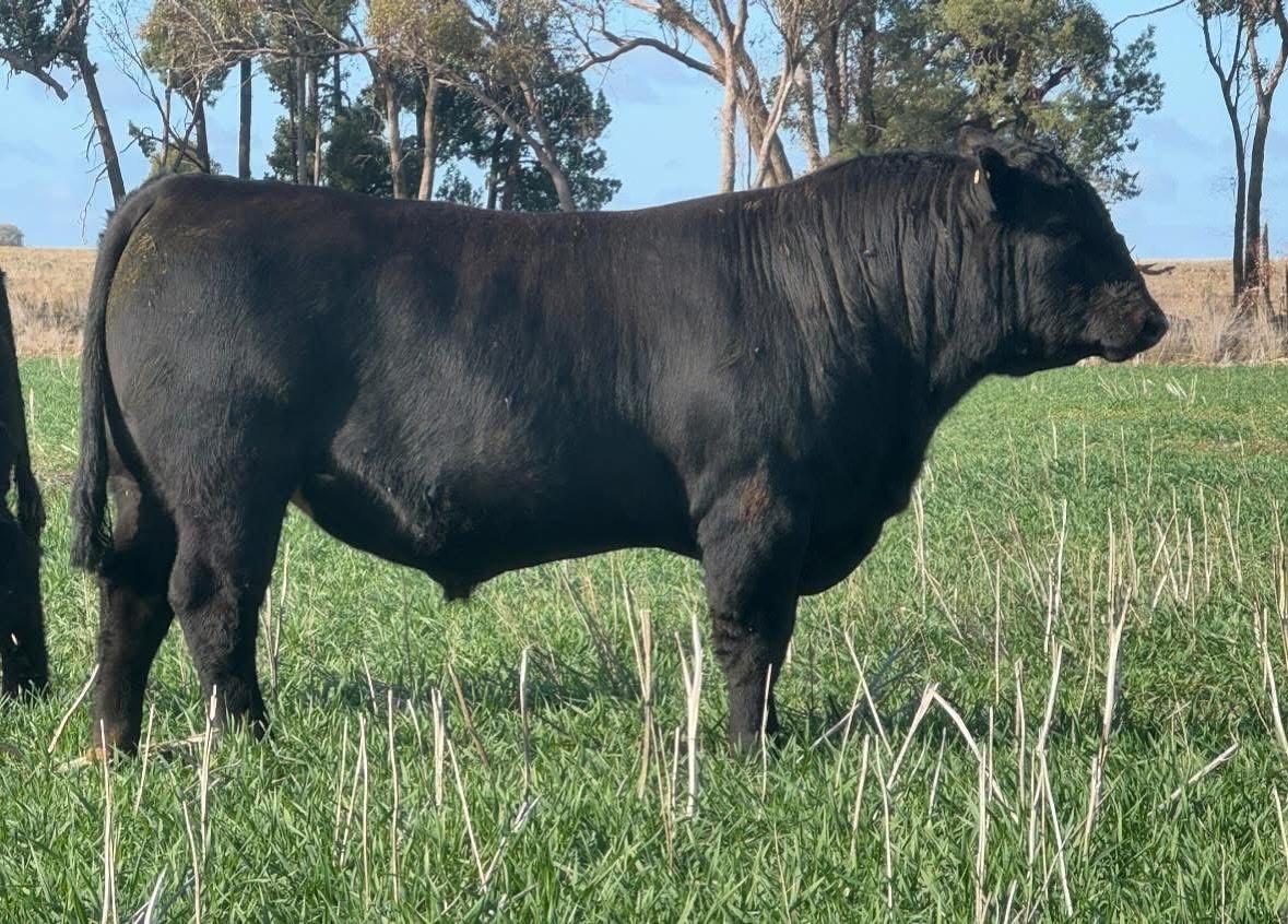 Lot 6, Moogenilla U232. 
One of the 62 high index, functional bulls going to auction on 1st August. The catalogue is up on Auctions Plus and available by email next week.

Send us a message with your email if you&rsquo;d like to receive a copy of the