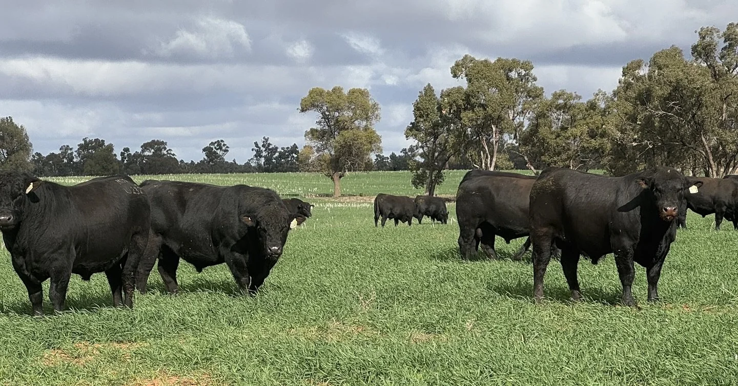 &ldquo;Bred for our conditions - with no pampering.&rdquo;

We love hearing this kind of feedback from producers who value practical, hard-working genetics. 

At Moogenilla Angus, we breed bulls that are raised tough, ready to work, and built to thri