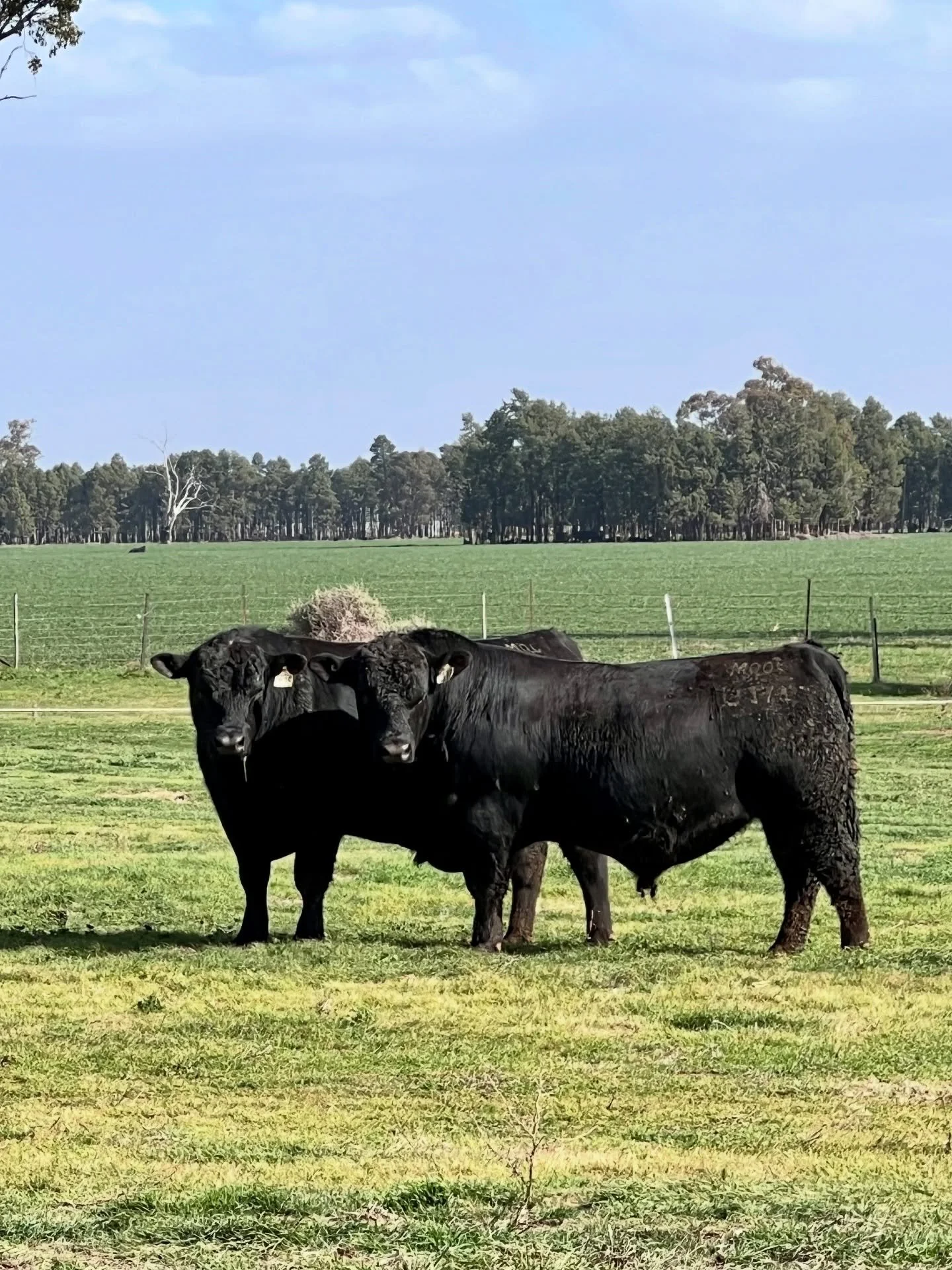 🚨 Bull Sale Countdown: 1 Week to Go! 

In a commercial herd, no animal drives genetic progress more than your bull. Each sire influences every calf - shaping productivity, profitability, and long-term performance.

At Moogenilla Angus, we breed high