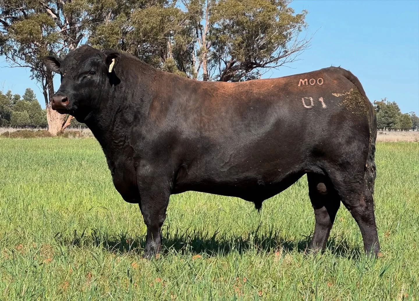 Moogenilla U1. Retained by Moogenilla to breed more like this! His EBVs are just as flawless as his phenotype and docility 👌

#angusbull #anguscattle #angus #beef #ausag #angusaustralia