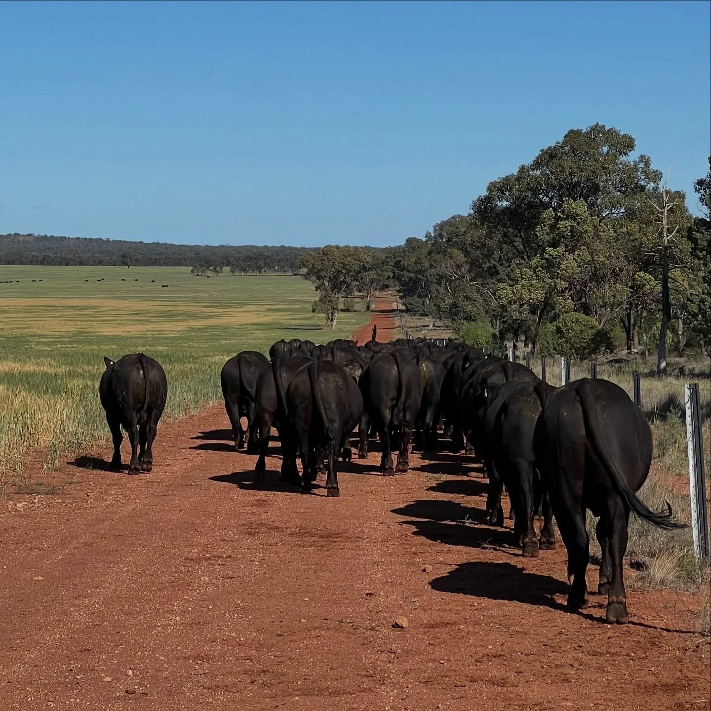It&rsquo;s been a big few weeks here! 
All the females are joined, branding, scanning and vaccinations done, commercial calves marked and we&rsquo;re ready to roll into harvest shortly!

Not many photos this time - we&rsquo;ve been flat out getting t