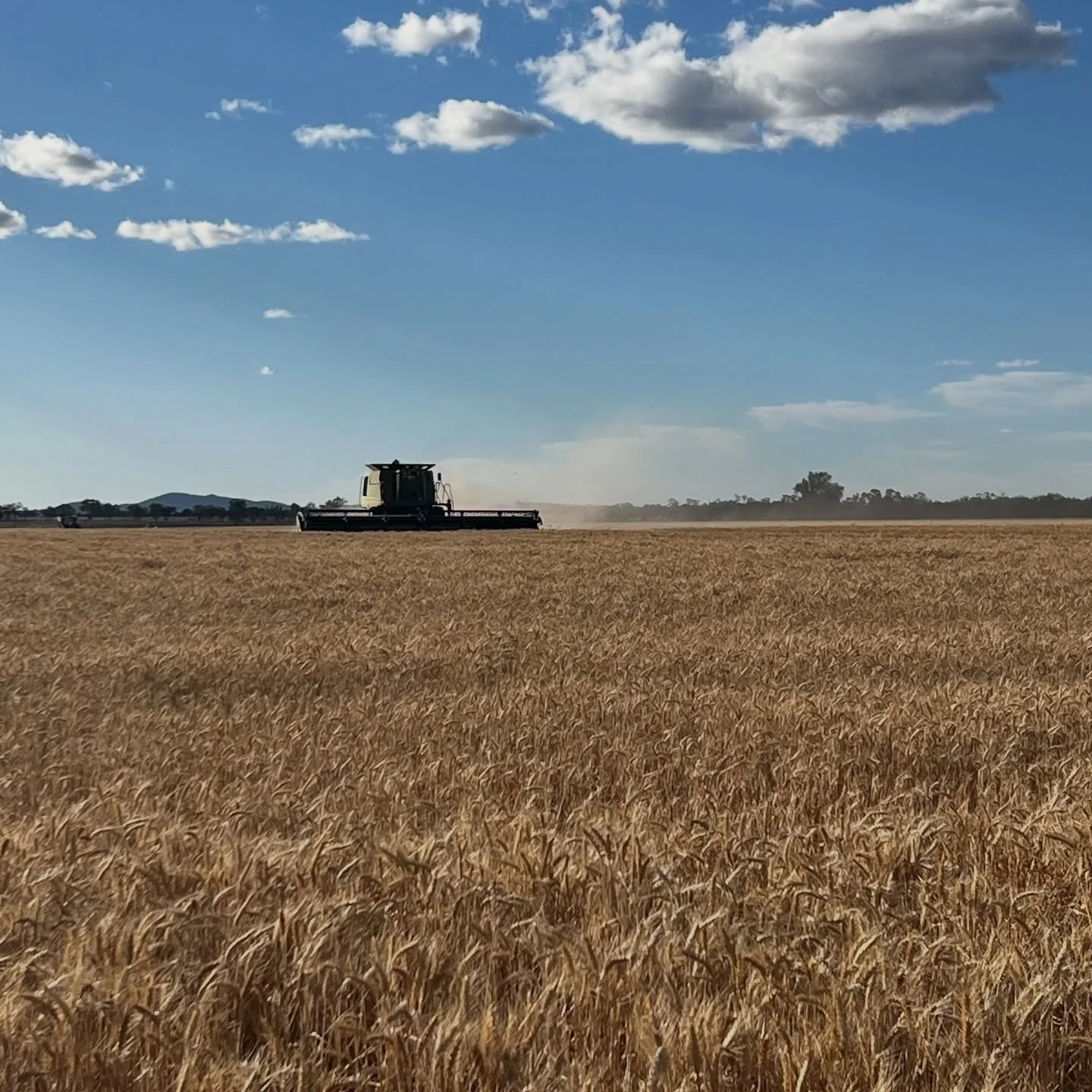 Harvest time! 
The smell of wheat dust, the hum of the headers, and the satisfaction of seeing a year&rsquo;s work come together 🤍
It&rsquo;s the best time of year 🥰