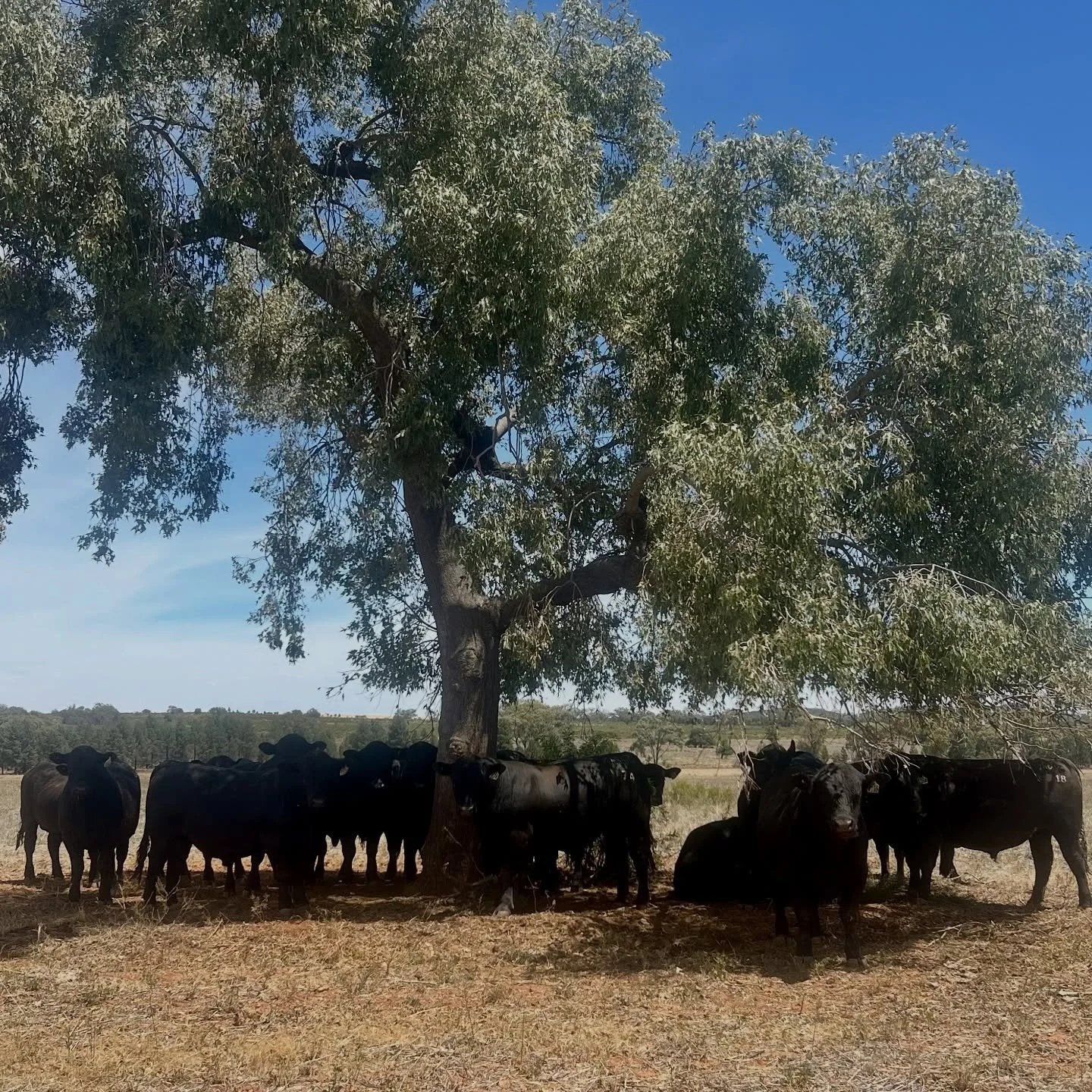 Caught this moment today while checking next year&rsquo;s sale team. 
A still spot in the harvest hustle 🤍